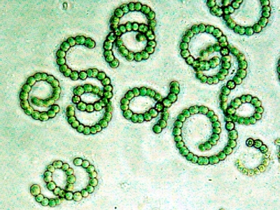 Image of Anabaena circinalis