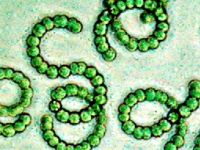 Image of Anabaena circinalis