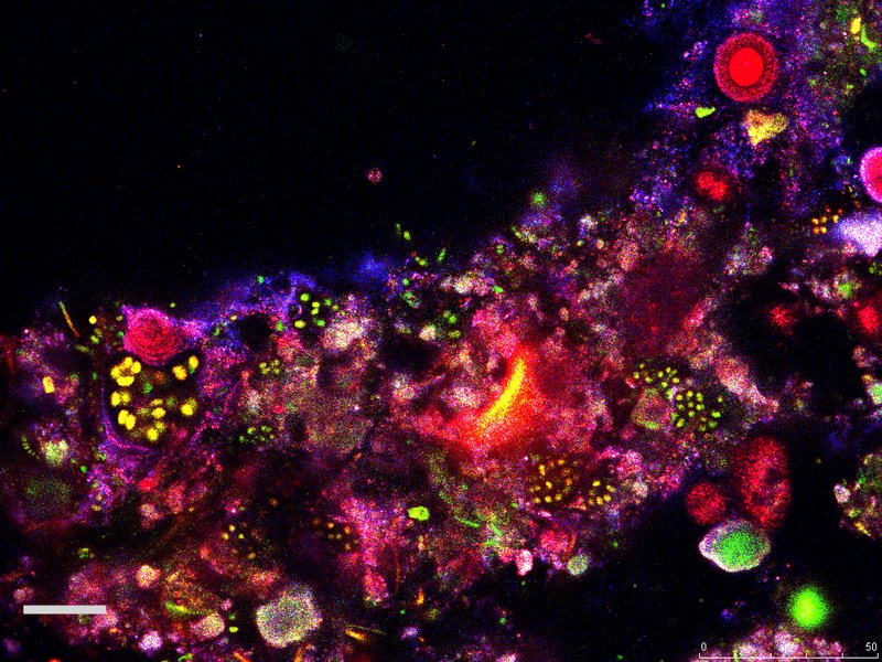 Image of fluorescent microscopy of a stromatolite